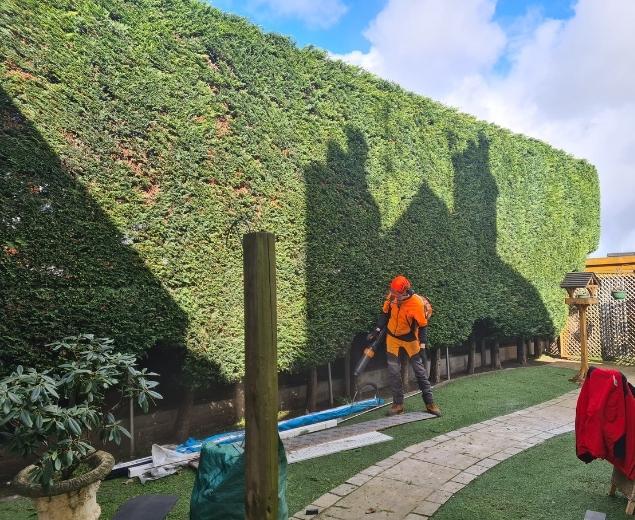 local tree surgery services in england