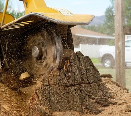 A large stump being grinded using specialist equiptment