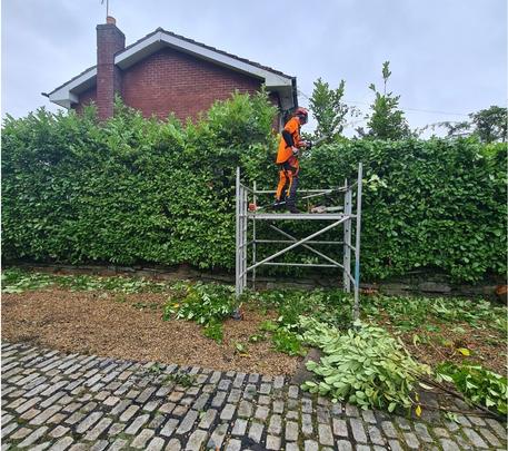A large hedge getting trimmed by a tree specialist