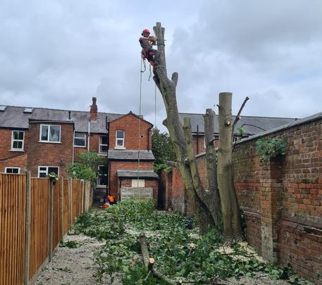 A large tree getting chopped down using a chainsaw