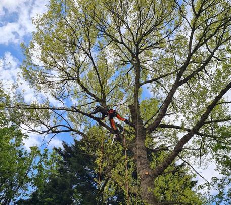 A large tree getting its branches cut off using specialist equiptment