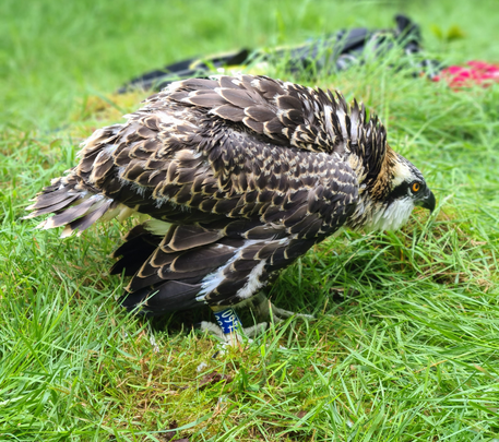 A beautiful bird getting tagged as part of a whildlife survey